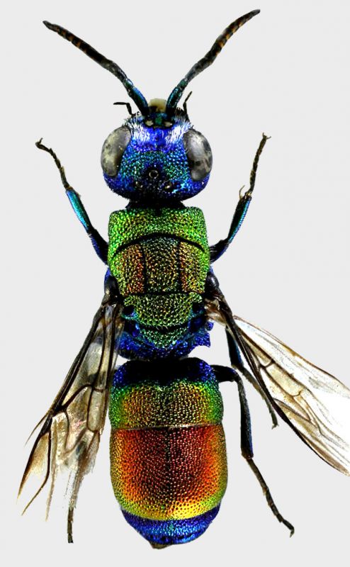 chrysis cingulicornis.jpg