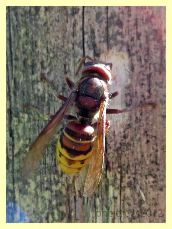 Vespa crabro Genzano lago di Nemi 3.8.2012 (2).jpg