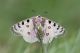parnassius-2.jpg