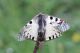 parnassius-4.jpg