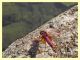 probabile Sympetrum sp. Genzano 3.8.2012 (2).jpg