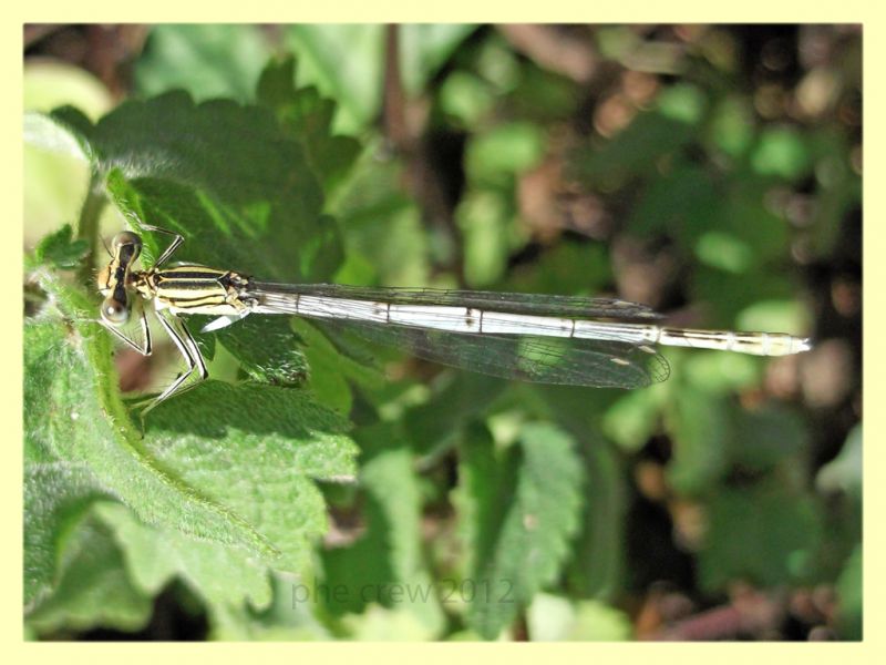 probabile Platycnemis pennipes Genzano 3.8.2012 (1).jpg