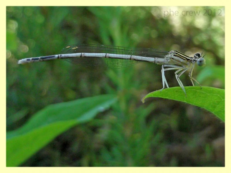 probabile Platycnemis pennipes Genzano 3.8.2012 (3).jpg
