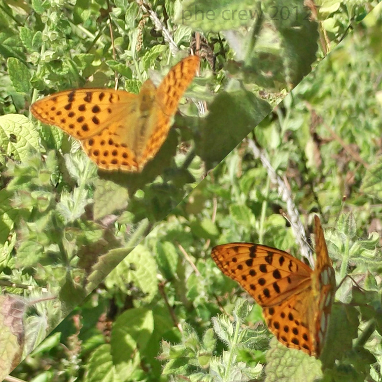 Argynnis sp. Genzano 3.8.2012.jpg