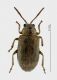 Chrysomelidae sfondo forum.jpg