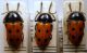 Tituboea octopunctata (Fabricius, 1787)..jpg