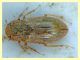 Helophorus sp. - Anela - 12.8.2011.JPG