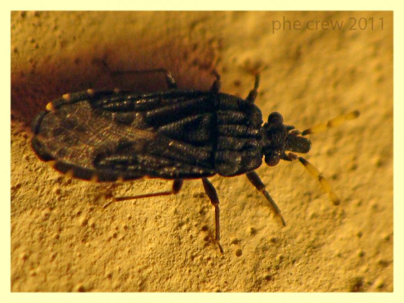 Aradidae - Anela - 12.8.2011 (1).JPG