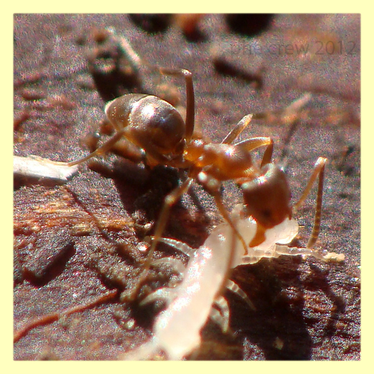 Miriapode giovane attaccato da formica Anzio 4.5.2012 (4).JPG