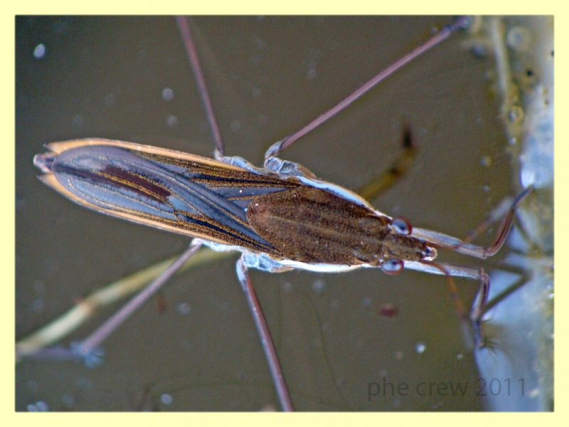 probabile Gerridae Anela 12.8.2011 (1).JPG
