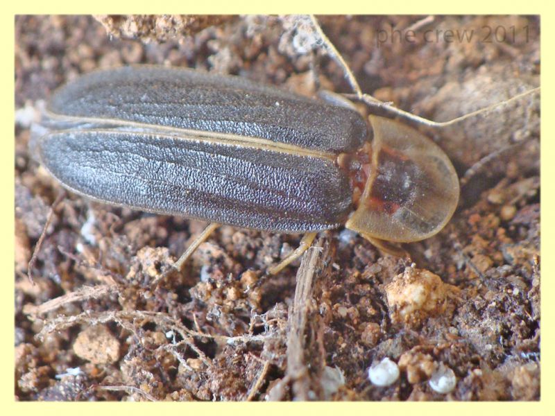 Lampyris sp. maschio Anzio 24.6.2011.JPG