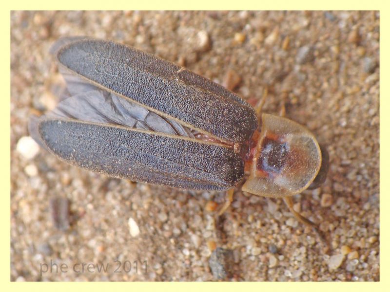 Lampyris sp. maschio Anzio 24.6.2011 (1).JPG