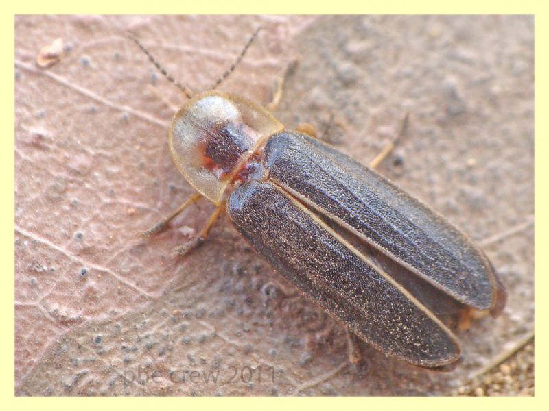 Lampyris sp. maschio Anzio 24.6.2011 (2).JPG