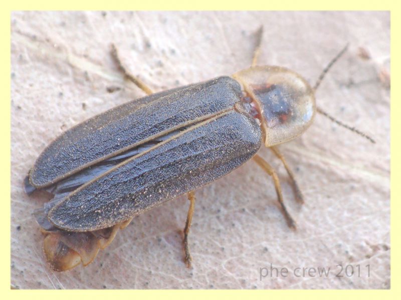 Lampyris sp. maschio Anzio 24.6.2011 (5).JPG