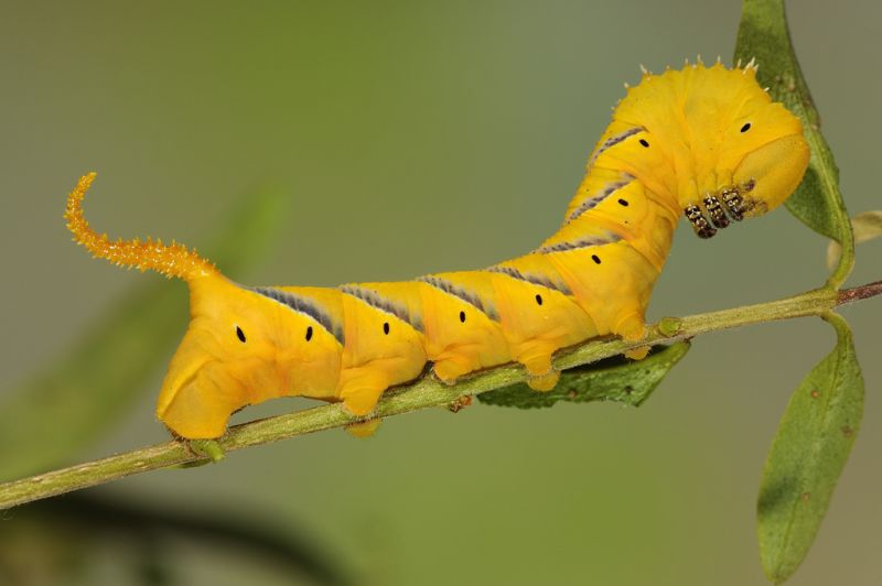 Acherontia atropos(L2).jpg