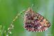 DSC_6236pbase.jpg