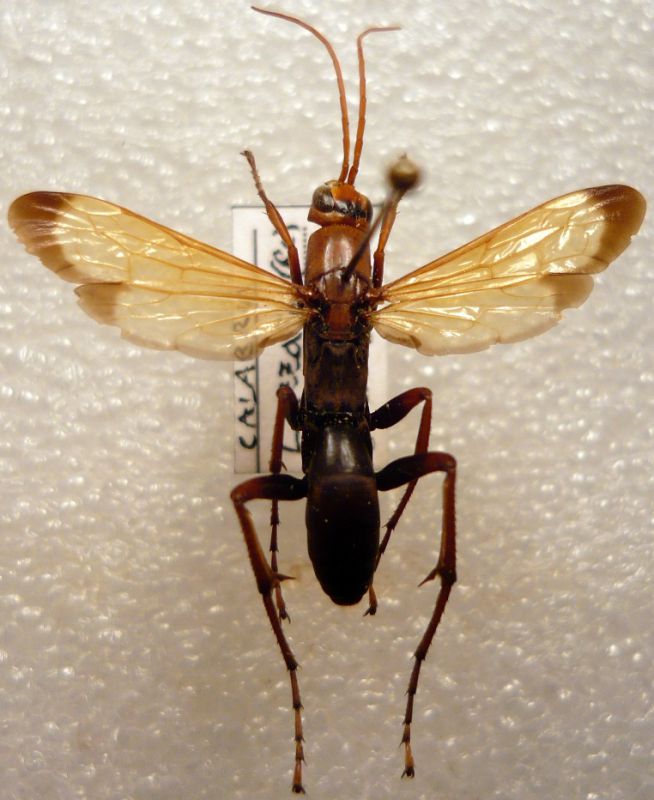 Icneumonidae sp..JPG