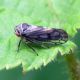 Oncopsis sp. 1.jpg