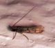 microPICT2099.jpg