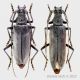 Neoplocaederus coppia.jpg