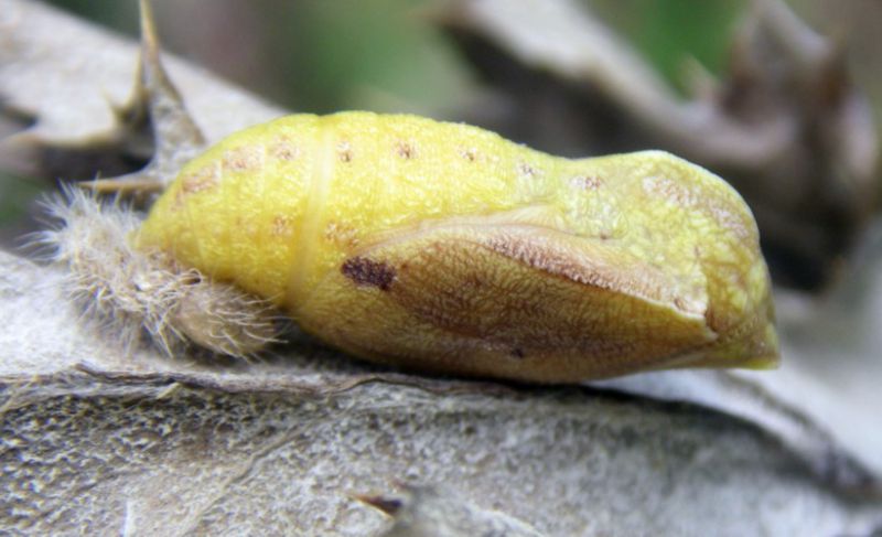 pupa.jpg