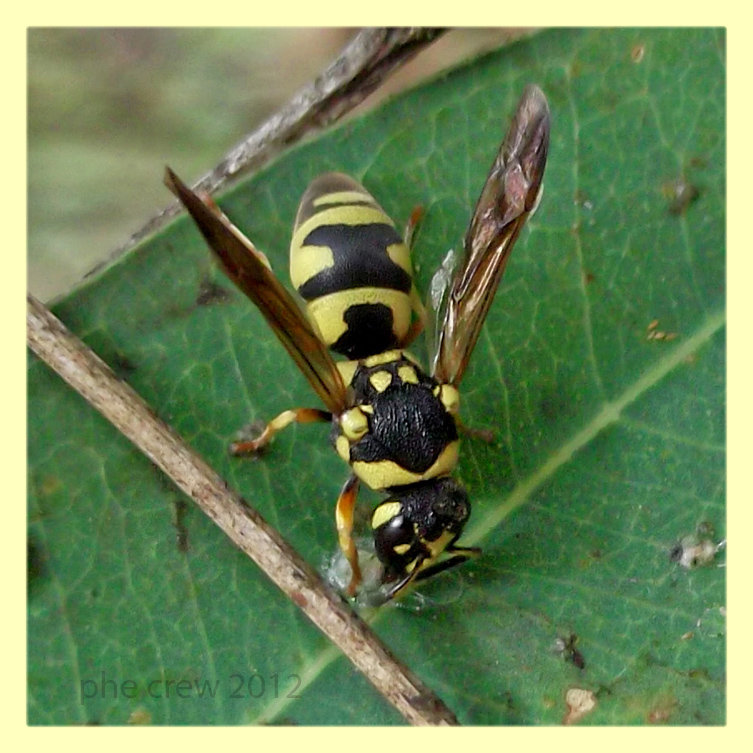 Parodontodynerus ephippium - Anzio 7.8.2012 (2).jpg