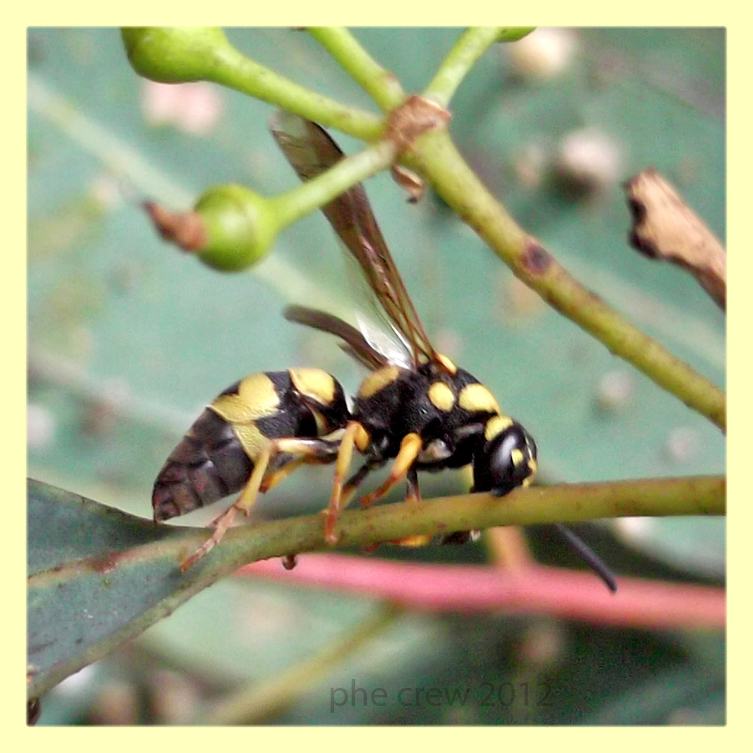 Parodontodynerus ephippium - Anzio 7.8.2012 (1).jpg