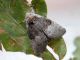 Colocasia_coryli_falena_femmina.jpg