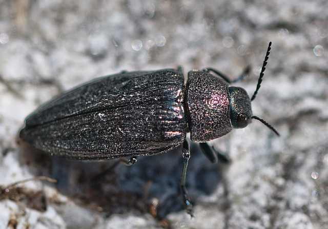 Buprestidae.jpg