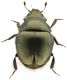 beetle from above.jpg