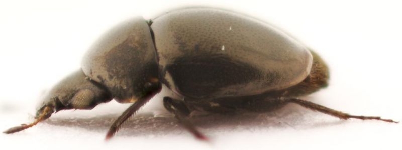 beetle-lateral view.jpg