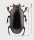 teretrius kraazi sfondo forum.jpg