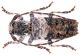 Pogonocherus_Alghero_23IX2009_cod2_7,5mm_Z-1843 Montage.jpg