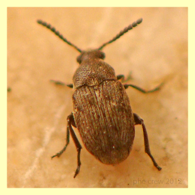 Bruchidius sp. meno di 2 mm. Anzio 16.2.2012 da Cupressus sempervirens (2).JPG