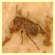 Bruchidius sp. meno di 2 mm. Anzio 16.2.2012 da Cupressus sempervirens.JPG