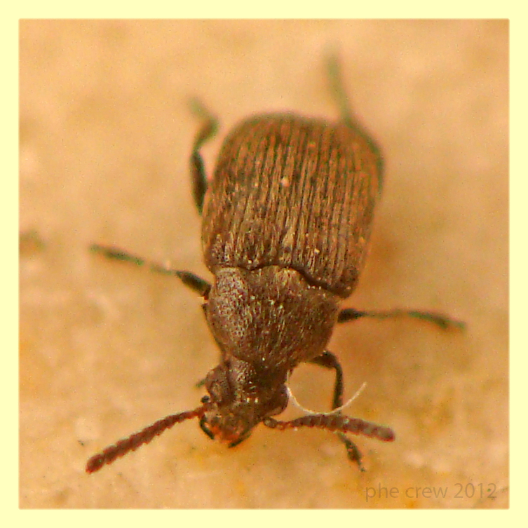 Bruchidius sp. meno di 2 mm. Anzio 16.2.2012 da Cupressus sempervirens (3).JPG