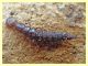 17 mm. probabile larva Staphylinidae - Anzio - 15.2.2012.JPG