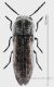 acmaeoderella m sfondo forum.jpg