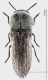 acmaeoderella f sfondo forum.jpg