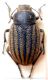 Pterolasia 01.jpg