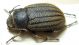 Pterolasia 02.jpg