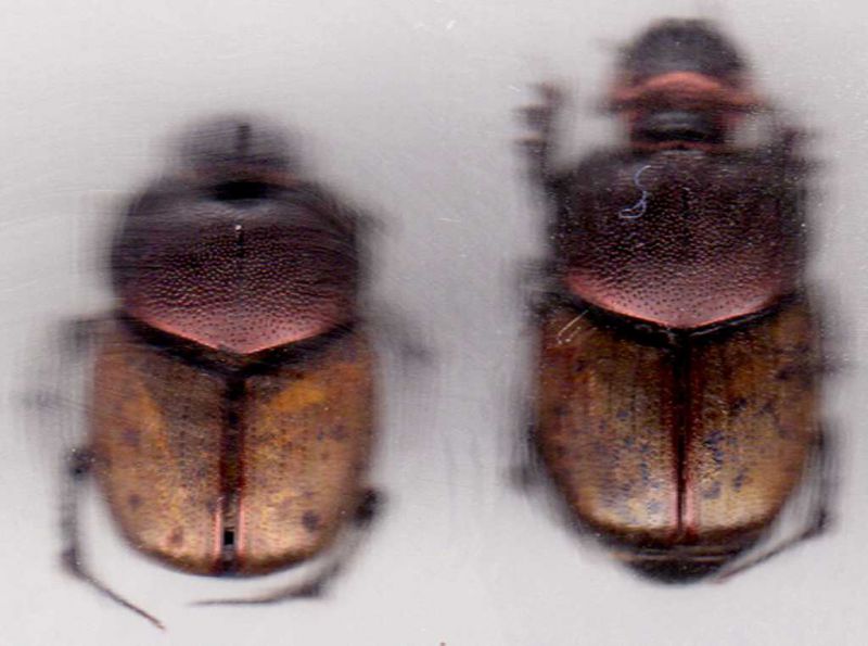 Onthophagus coenobita m. f. cf..jpg