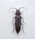 Arhopalus sp_femmina.jpg