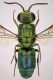 tn_Chrysis sp.JPG