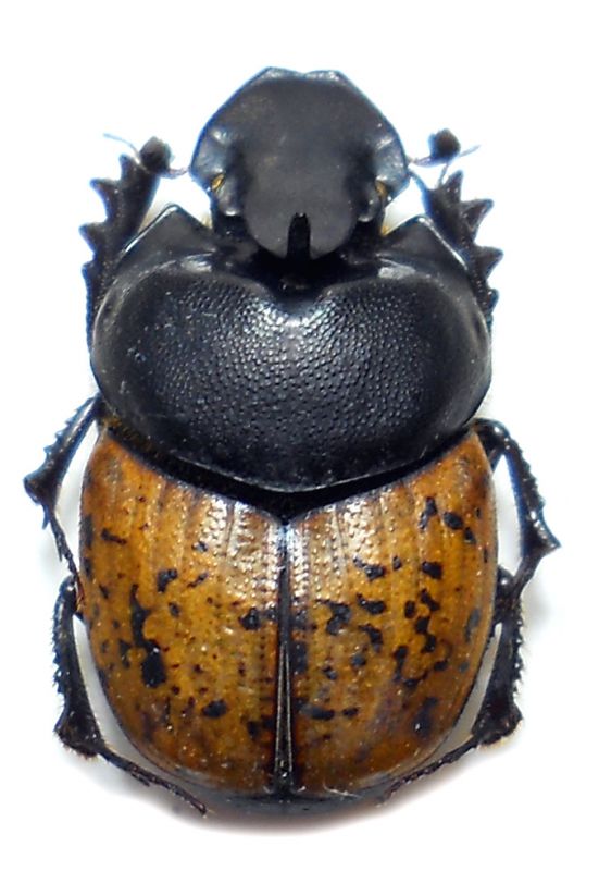 O. gibbulus m 01.jpg