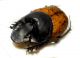 O. gibbulus m 02.jpg