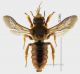 rhodanthidium 1 forum.jpg