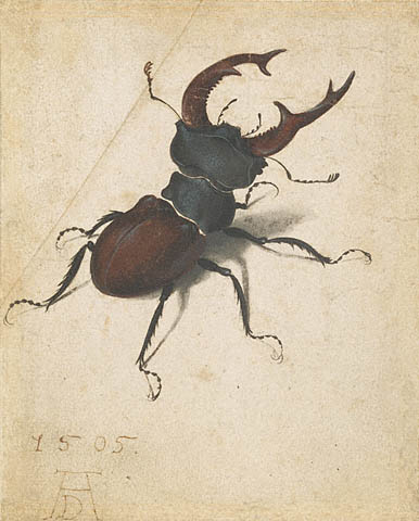 Stag beetle.jpg