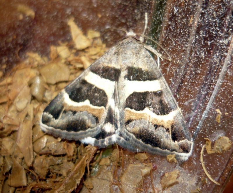 Grammodes stolida (Fabricius, 1775)Noctuidae Catocalinae Ophiusini.JPG