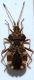 Centrocoris variegatus Kolenati, 1845 - Coreidae Coreinae Coreini.JPG